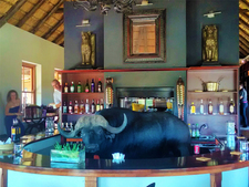 Hlosi Game Lodge Bar Buffalo