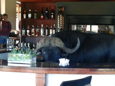 Hlosi Game Lodge Bar Buffalo Children