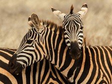 Amakhala Game Reserve Hlosi Game Lodge Zebra Regul