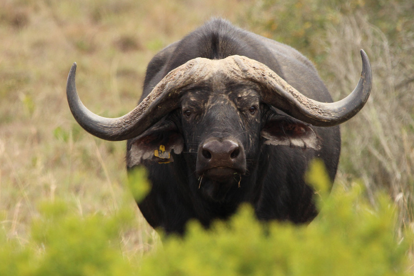 Hlosi Game Lodge Lion Roars Blog Image 720 Z 350